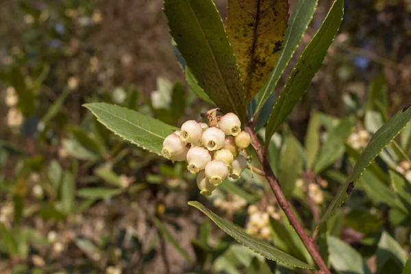 Белые Цветы Форме Колокола Листьях Дерева Латинское Название Которого Arbutus — стоковое фото