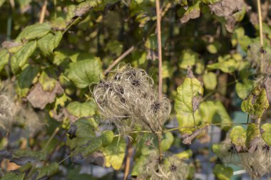 Clematis Vitalba, nam-ı diğer Vahşi Clematis ya da Yaşlı Adamın Sakalı 'nı kapatın.