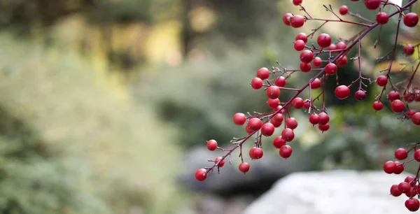 Smilax Porselen Fabrikası 'nın kırmızı böğürtlenleri. Bulanık arkaplan.