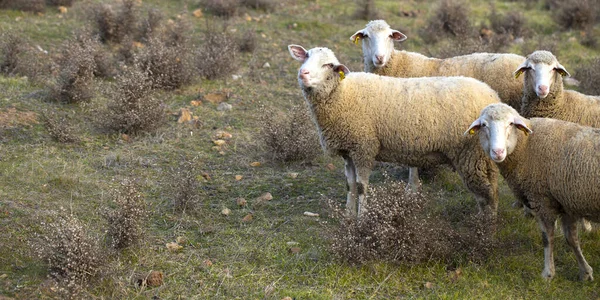 好奇的羊凝视着 在农场的草地上 — 图库照片