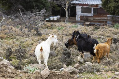 Meraklı keçi bakışları. Çiftlikteki çimlerin üzerinde.