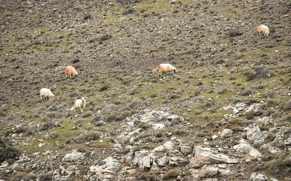 Curiosa Mirada Oveja Hierba Granja — Foto de Stock