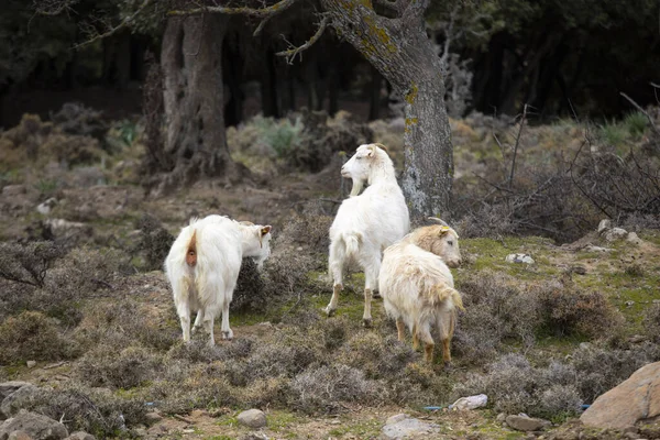 Περίεργη Ματιά Κατσίκας Στο Γρασίδι Της Φάρμας — Φωτογραφία Αρχείου