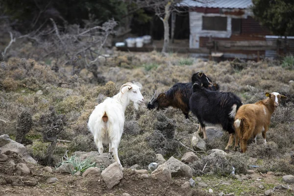 Curiosa Mirada Cabra Oveja Hierba Granja — Foto de Stock