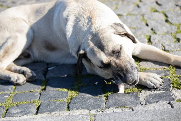 The white dog is eating food lying down on the cobblestone. Close up.