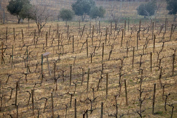 葡萄田里的葡萄照片 葡萄树排成一排 这张照片是在干旱的冬天拍的 土耳其Bozcaada — 图库照片