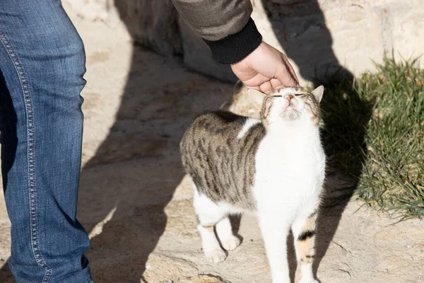 Una Mano Accarezza Testa Del Gatto Gatto Vuole Essere Amato — Foto Stock