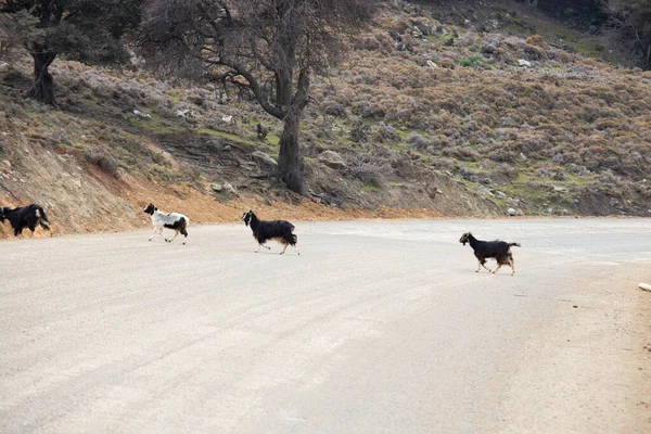 路边的黑白山羊 他们穿过石子路 在冬季拍摄 — 图库照片