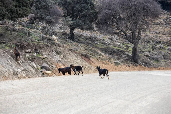 路边的黑白山羊 他们穿过石子路 路上有一个交通标志 在冬季拍摄 — 图库照片