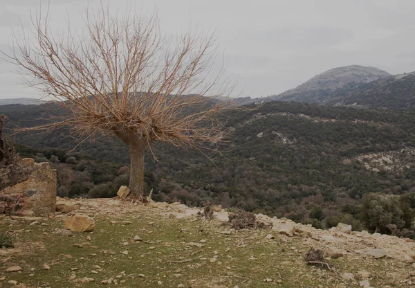 A dried tree. In the background, forests and mountains are visible. Filmed in cloudy weather in winter. Gokceada, Turkey.