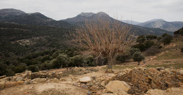 Kurumuş bir ağaç. Arka planda, ormanlar ve dağlar görülebilir. Kışın bulutlu bir havada çekildi. Gökçeada, Türkiye.