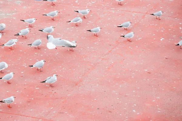 Flock Gulls Photographed Ground Edge Beach Place Red Photographed — Stock Photo, Image