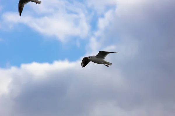 Gaviota Color Blanco Volando Aire Fondo Del Cielo Azul Nublado —  Fotos de Stock