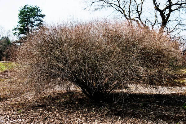 Kale Bomen Zonder Gebladerte Een Steegje Het Park Het Vroege — Stockfoto