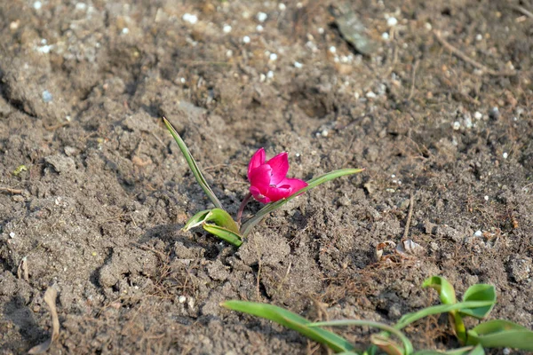 Tulipa gesneriana, zambak familyasından bir bitki türüdür ve birçok ülkede büyük, gösterişli çiçekleri sayesinde bir süs olarak yetiştirilir.. 