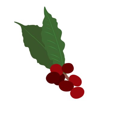 izole kahve çekirdekleri