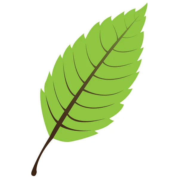 Odizolowany zielony liść — Wektor stockowy