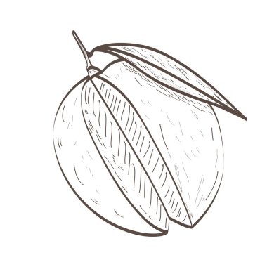 İzole şeftali anahat