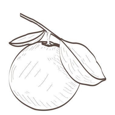 Yalıtılmış turuncu anahat