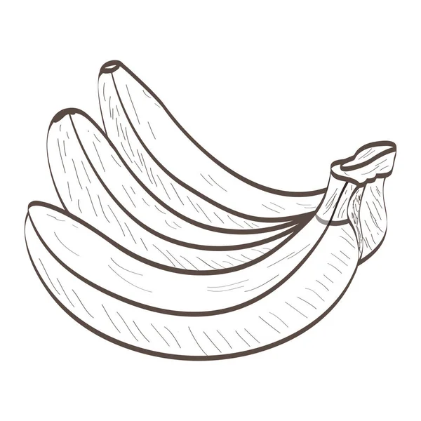 Isolated bananas outline — Stock Vector