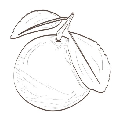 Yalıtılmış turuncu anahat