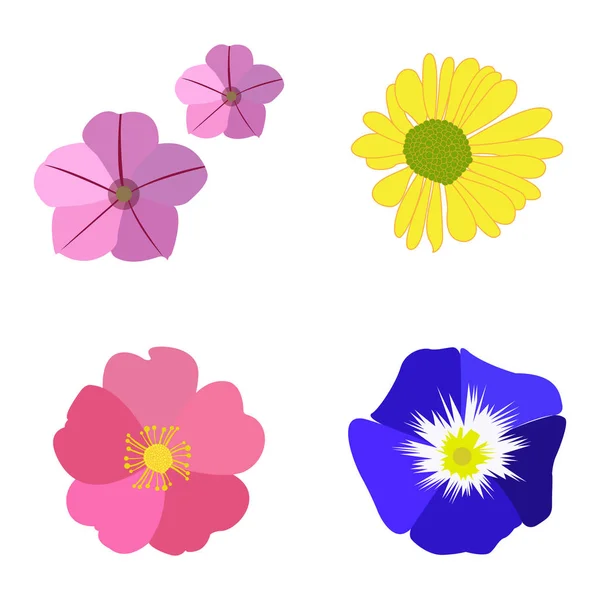 Színes virágokból álló készlet — Stock Vector