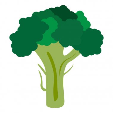 İzole brokoli illüstrasyon
