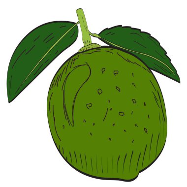 İzole limon illüstrasyon