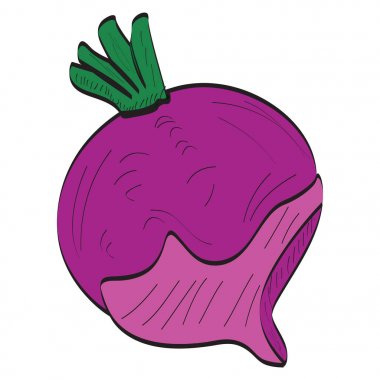 İzole soğan illüstrasyon