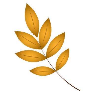 İzole sonbahar yaprak