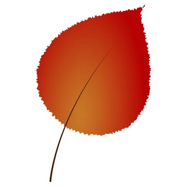 İzole sonbahar yaprak