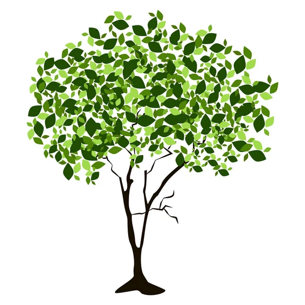 Ilustrace izolované strom — Stockový vektor