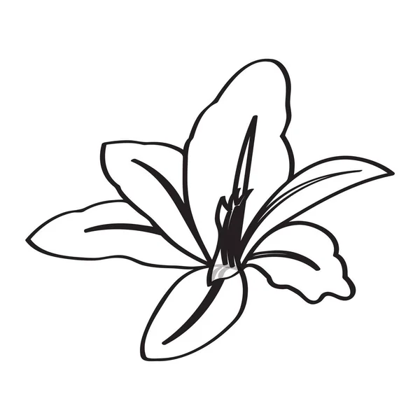 Fleur de croquis isolé — Image vectorielle