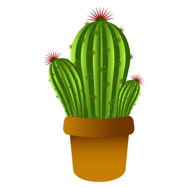 İzole şirin kaktüs