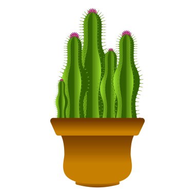 İzole şirin kaktüs