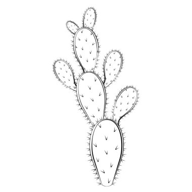 Kaktüs çizimi.