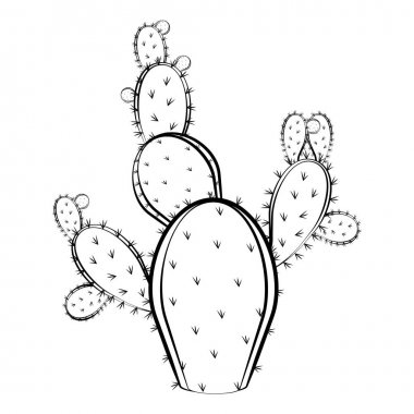 Kaktüs çizimi.