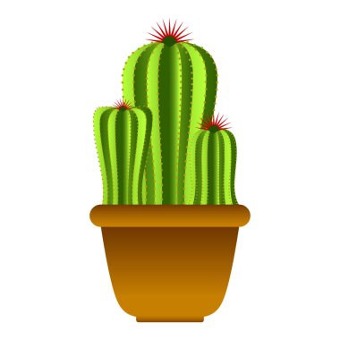 İzole şirin kaktüs