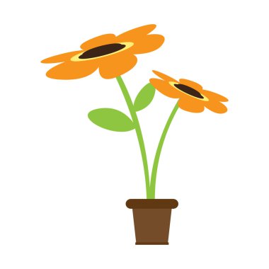 Bir pot şirin ayçiçeği