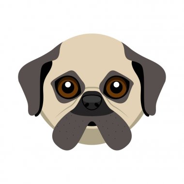 Şirin pug köpek avatar
