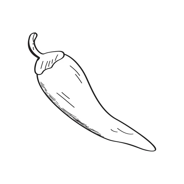 Skica chili pepper — Stockový vektor