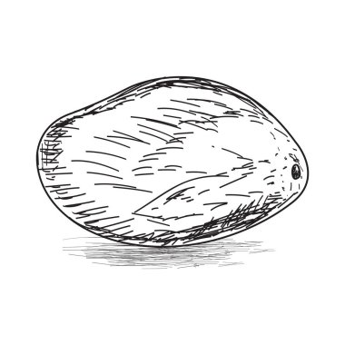 Bir mango çizimi.