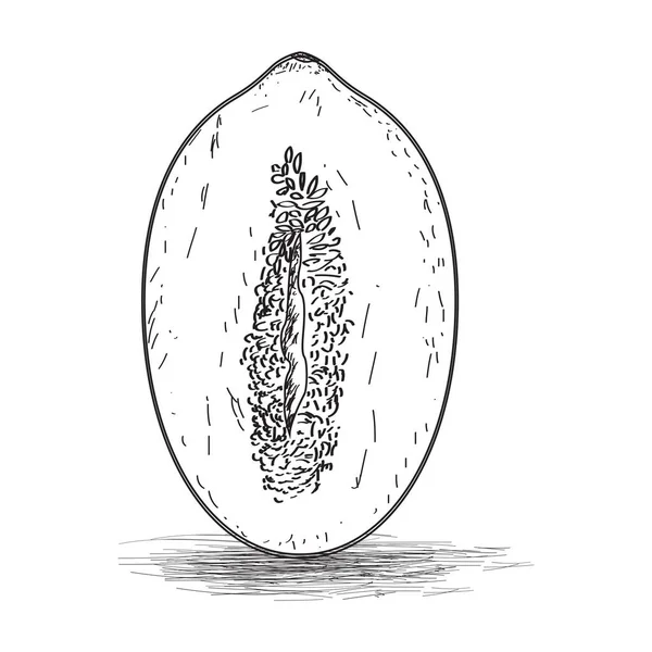 Sketch of a papaya cut — Stock Vector