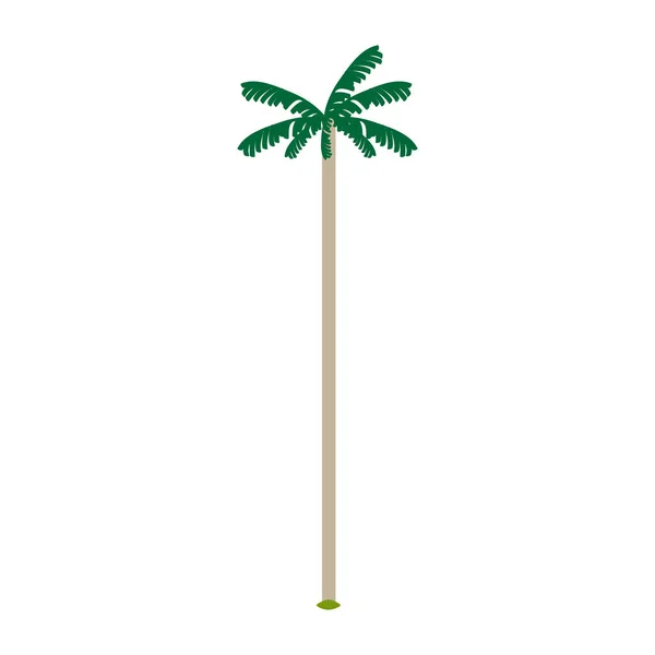 孤立的椰子树 — 图库矢量图片