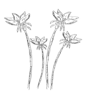 İzole çiçek kroki