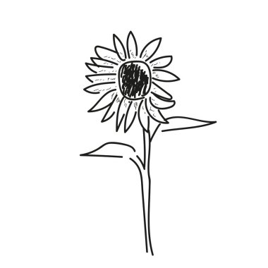 İzole çiçek kroki