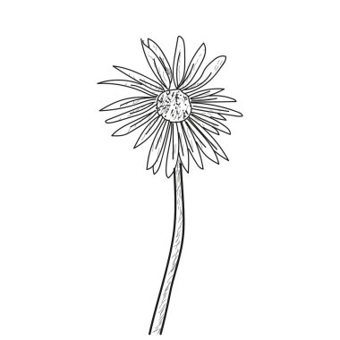 İzole çiçek kroki