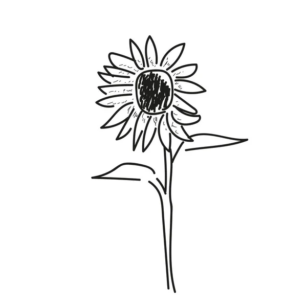 Croquis de fleurs isolées — Image vectorielle