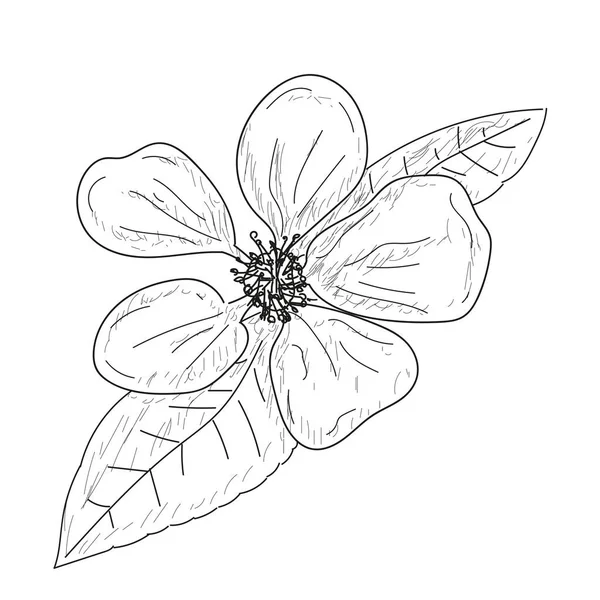 격리 된 꽃 스케치 — 스톡 벡터