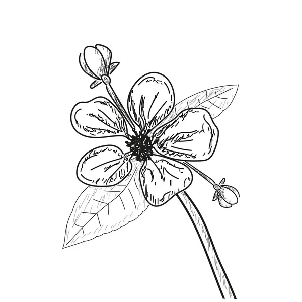 격리 된 꽃 스케치 — 스톡 벡터